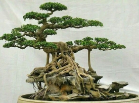 Cách trồng và chăm sóc chậu bonsai phù hợp với không gian nhà bạn