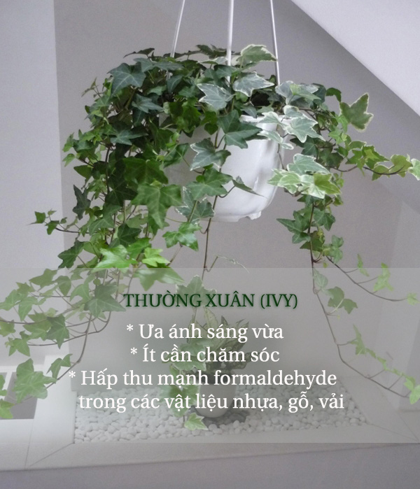 Sử dụng các loại cây cảnh để chữa trị bệnh tật 