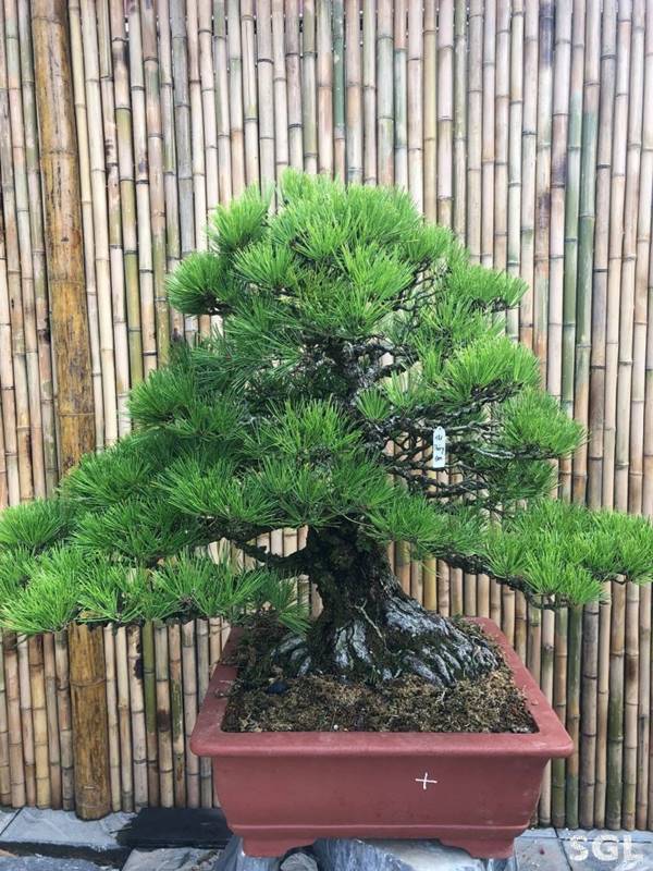 Tìm hiểu về cây bonsai - Loại cây được ưa thích hiện nay