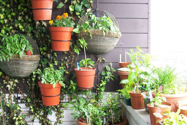 9 lưu ý khi trồng cây cảnh trong nhà và cách chăm sóc hiệu quả