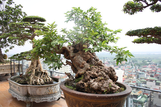 Thú chơi bonsai, cây thế và nhu cầu khuôn chậu cảnh tại Hải Phòng