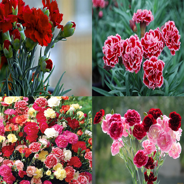 Hoa cẩm chướng và những điều có thể bạn chưa biết