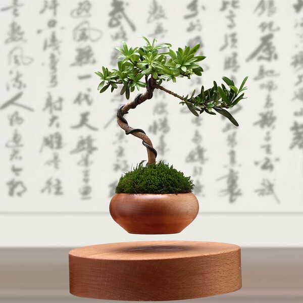 chậu cây bonsai mini
