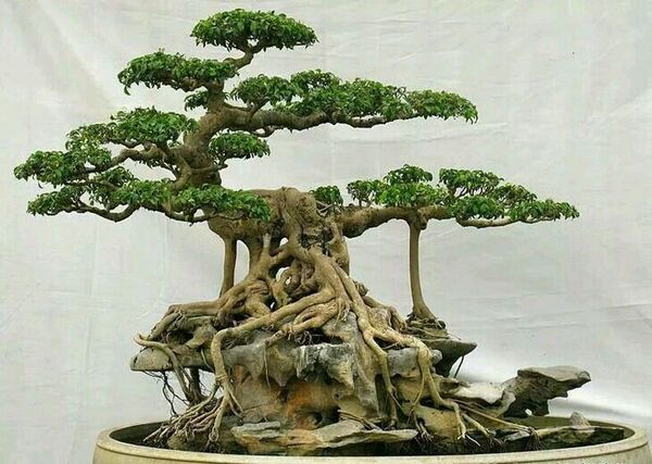 cây bonsai là gì