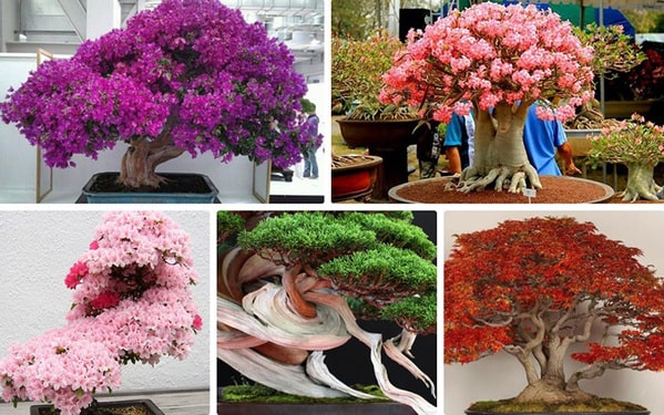 Màu sắc cây bonsai