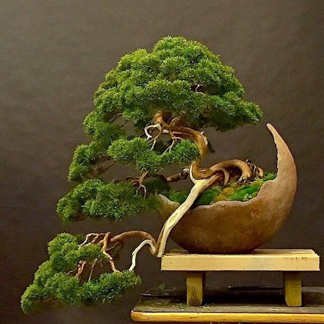 cách tạo dáng cây bonsai